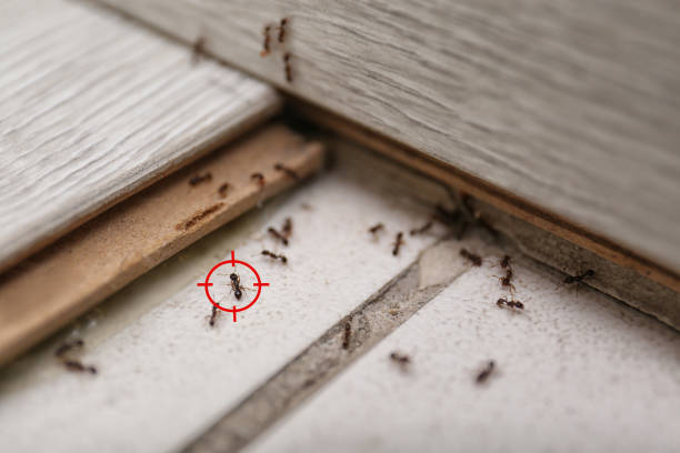 Best Pest Prevention Services  in Brinkley, AR
