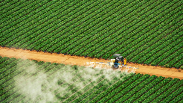 Best Termite Control Services  in Brinkley, AR