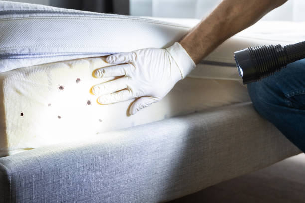 Best Insect Control  in Brinkley, AR